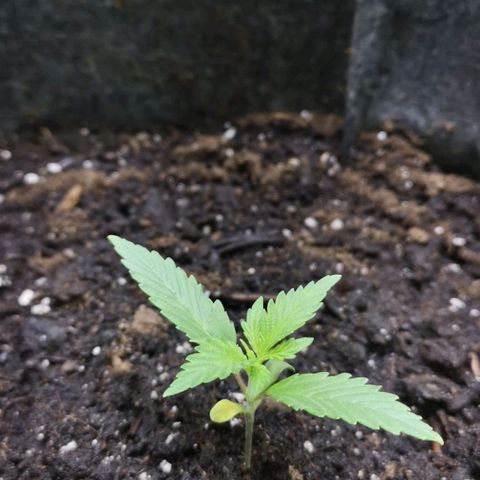 Purple Punch Auto  growlog timeline photo