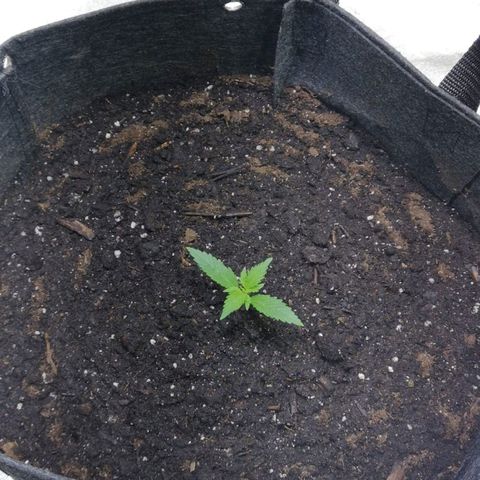 Purple Punch Auto  growlog timeline photo