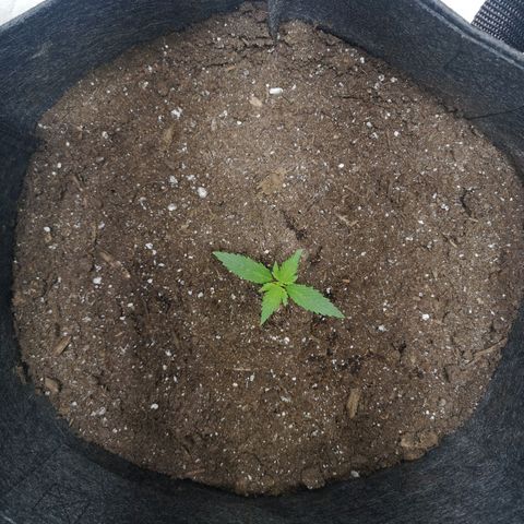 Purple Punch Auto  growlog timeline photo
