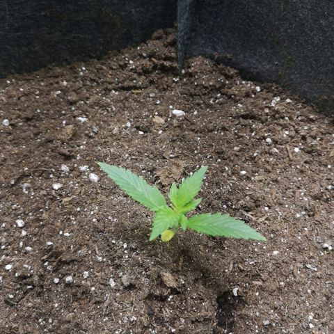 Purple Punch Auto  growlog timeline photo