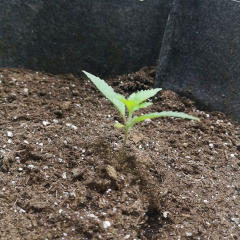 Purple Punch Auto  growlog timeline photo