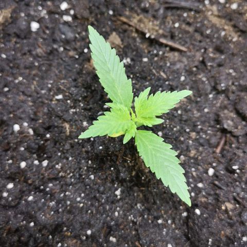 Purple Punch Auto  growlog timeline photo