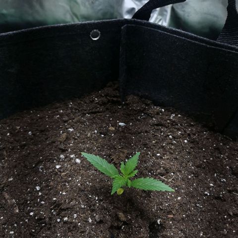 Purple Punch Auto  growlog timeline photo