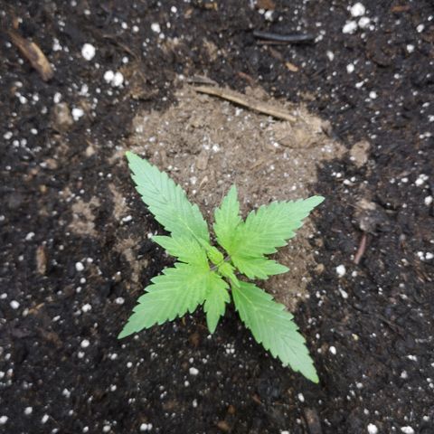 Purple Punch Auto  growlog photo: Currently starting 3rd node on 4th we start lst 