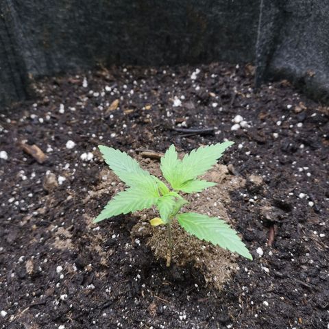 Purple Punch Auto  growlog photo: Currently starting 3rd node on 4th we start lst 