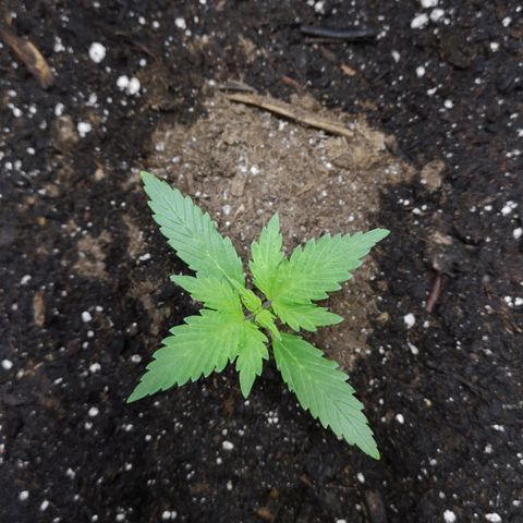 Purple Punch Auto  growlog photo: Currently starting 3rd node on 4th we start lst 