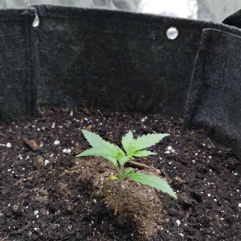 Purple Punch Auto  growlog photo: Currently starting 3rd node on 4th we start lst 