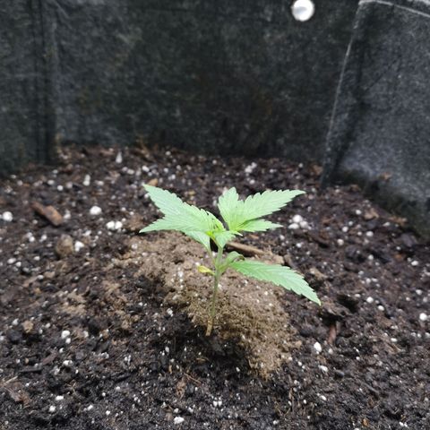 Purple Punch Auto  growlog photo: Currently starting 3rd node on 4th we start lst 