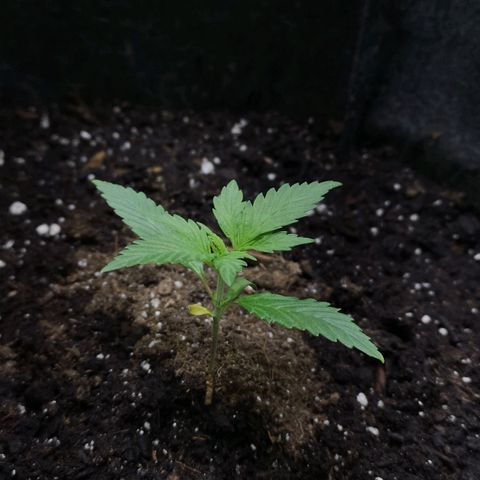 Purple Punch Auto  growlog photo: Currently starting 3rd node on 4th we start lst 