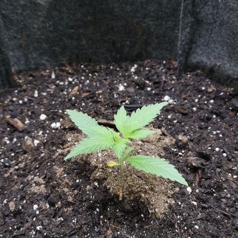 Purple Punch Auto  growlog photo: Currently starting 3rd node on 4th we start lst 