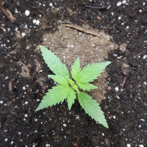 Purple Punch Auto  growlog photo: Currently starting 3rd node on 4th we start lst 