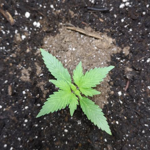 Purple Punch Auto  growlog photo: Currently starting 3rd node on 4th we start lst 