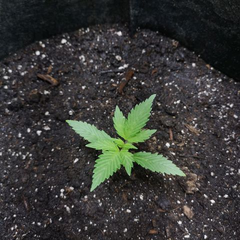Purple Punch Auto  growlog timeline photo