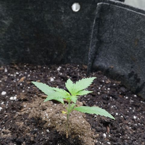 Purple Punch Auto  growlog timeline photo