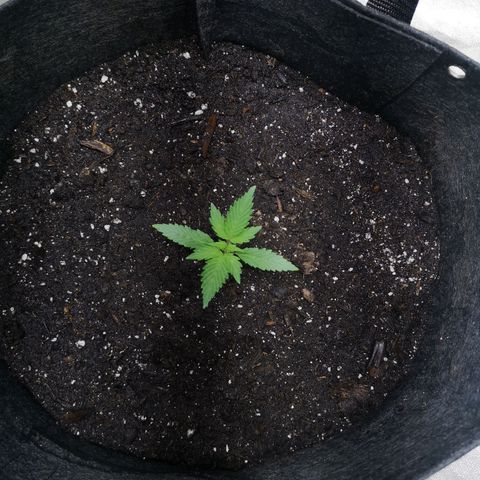 Purple Punch Auto  growlog timeline photo