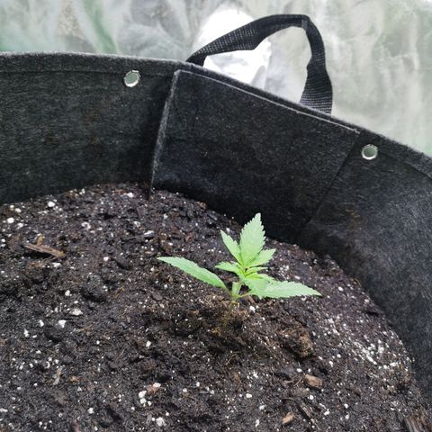 Purple Punch Auto  growlog timeline photo