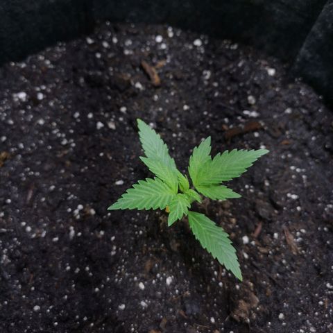 Purple Punch Auto  growlog timeline photo