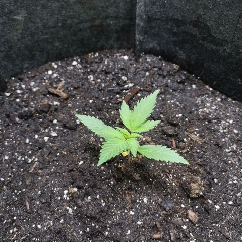 Purple Punch Auto  growlog timeline photo