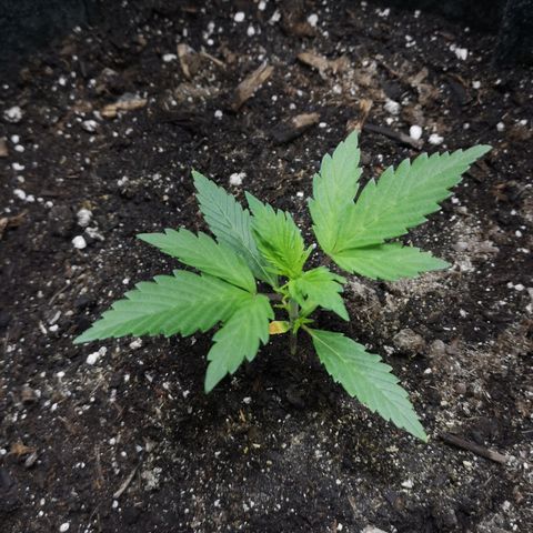 Purple Punch Auto  growlog timeline photo