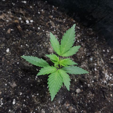 Purple Punch Auto  growlog timeline photo