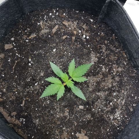 Purple Punch Auto  growlog timeline photo
