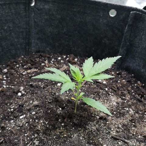 Purple Punch Auto  growlog timeline photo