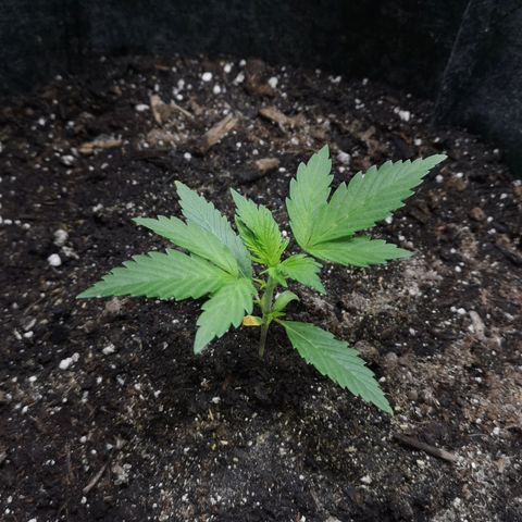 Purple Punch Auto  growlog timeline photo