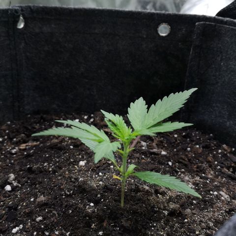 Purple Punch Auto  growlog timeline photo