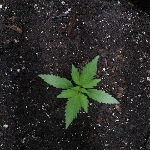 Purple Punch Auto  growlog timeline photo