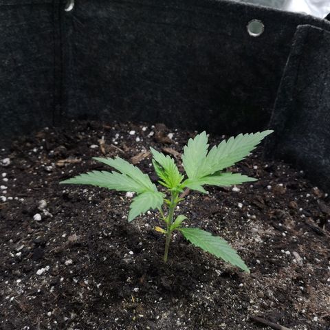 Purple Punch Auto  growlog timeline photo