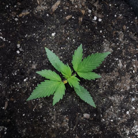 Purple Punch Auto  growlog timeline photo