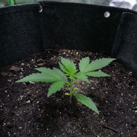Purple Punch Auto  growlog timeline photo