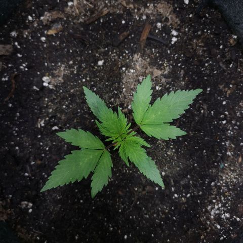 Purple Punch Auto  growlog timeline photo