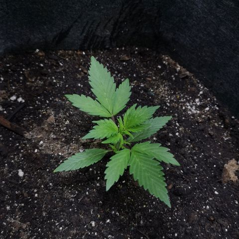 Purple Punch Auto  growlog timeline photo