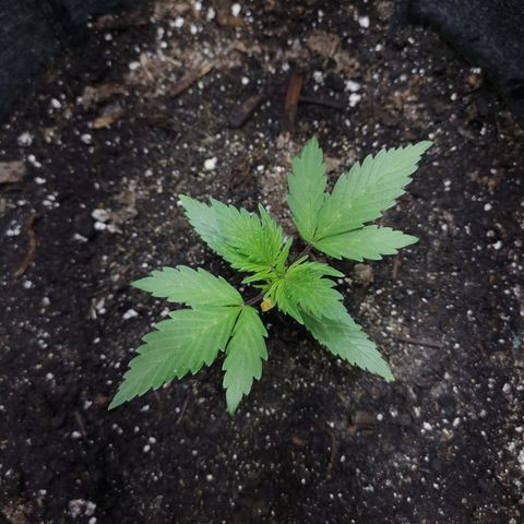 Purple Punch Auto  growlog timeline photo