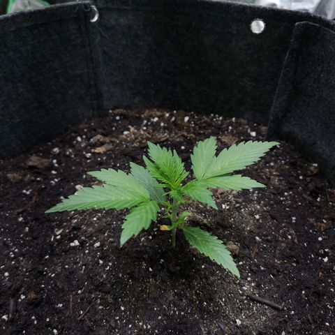 Purple Punch Auto  growlog timeline photo
