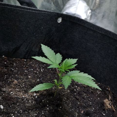 Purple Punch Auto  growlog timeline photo