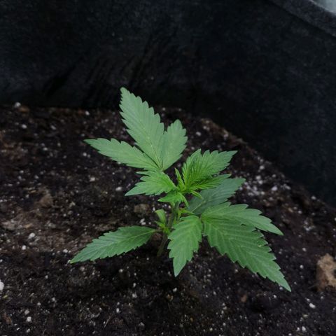 Purple Punch Auto  growlog timeline photo