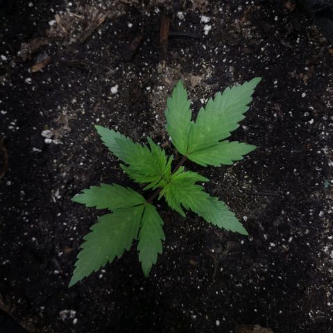 Purple Punch Auto  growlog timeline photo