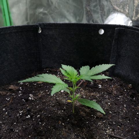 Purple Punch Auto  growlog timeline photo