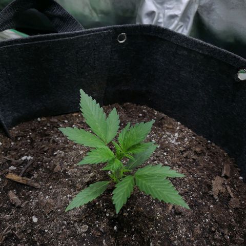 Purple Punch Auto  growlog timeline photo
