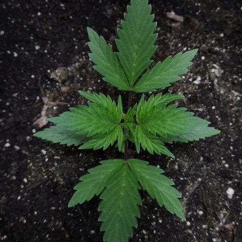 Purple Punch Auto  growlog timeline photo