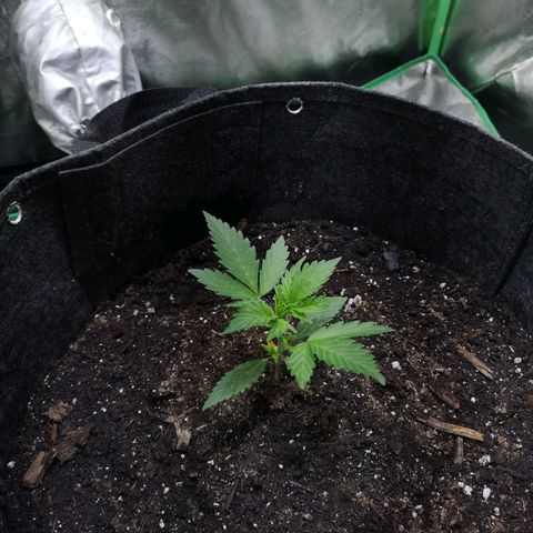 Purple Punch Auto  growlog timeline photo
