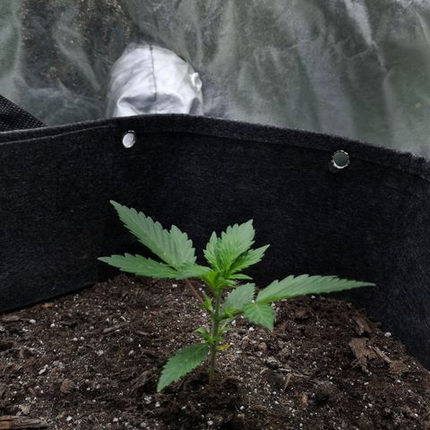 Purple Punch Auto  growlog timeline photo