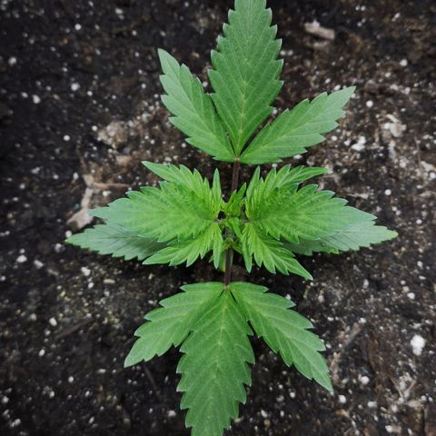 Purple Punch Auto  growlog timeline photo