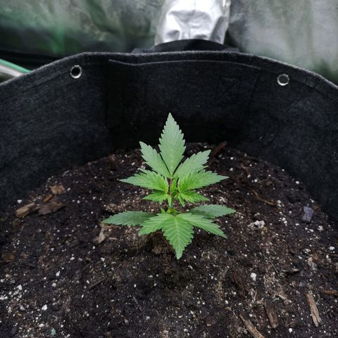 Purple Punch Auto  growlog timeline photo