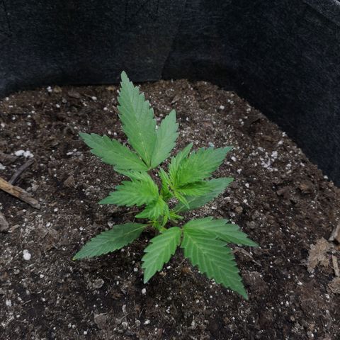 Purple Punch Auto  growlog timeline photo