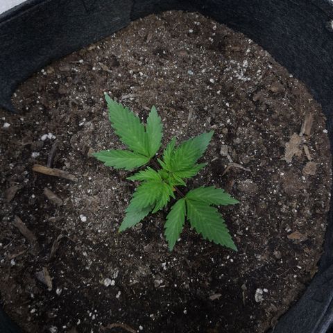 Purple Punch Auto  growlog timeline photo