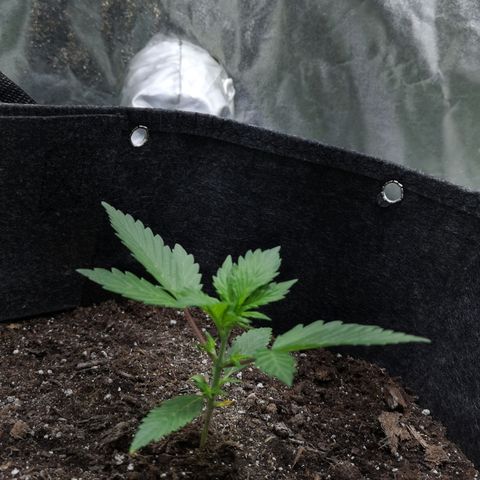 Purple Punch Auto  growlog timeline photo