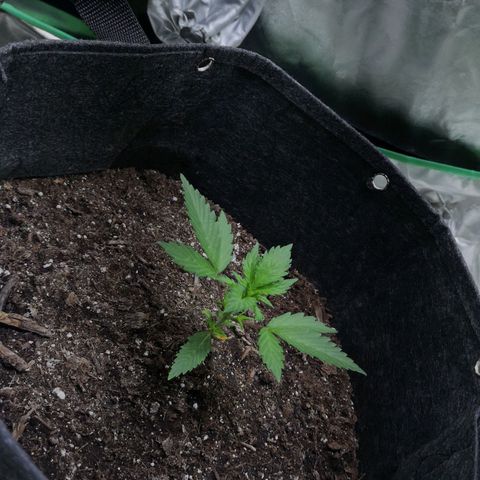 Purple Punch Auto  growlog timeline photo